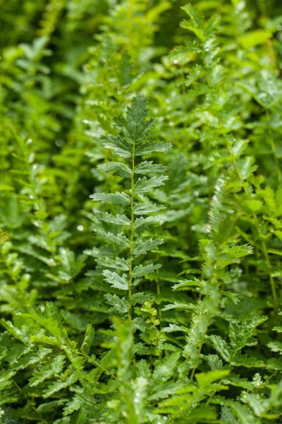 Fælledblomst Filipendula vulgaris 5-10 potte P9 Filipendula vulgaris