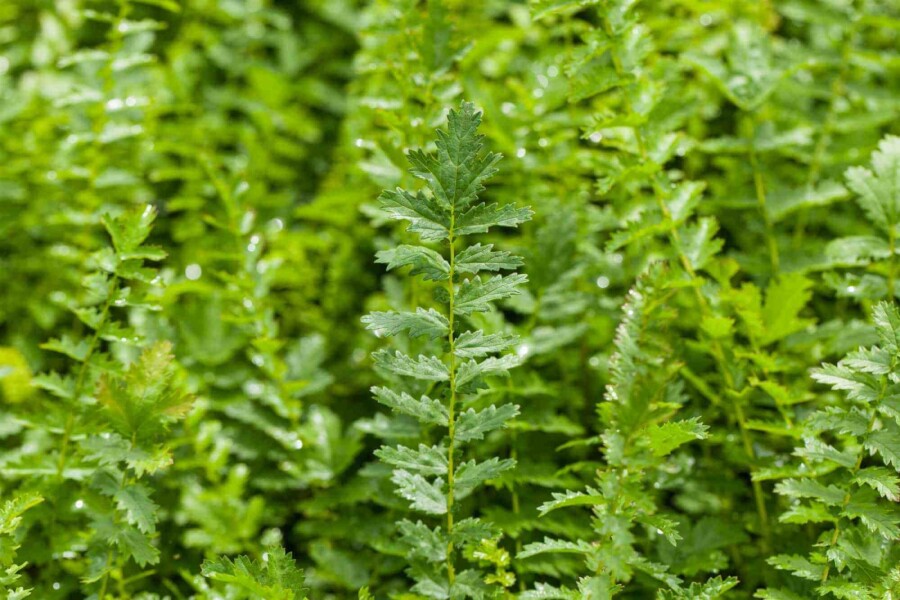 Fælledblomst Filipendula vulgaris 5-10 potte P9 Filipendula vulgaris
