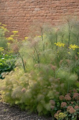Bronzefennikel Foeniculum vulgare 'Giant Bronze' 5-10 potte P9 Foeniculum vulgare 'Giant Bronze'