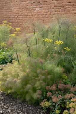 Bronzefennikel Foeniculum vulgare 'Giant Bronze' 5-10 potte P9 Foeniculum vulgare 'Giant Bronze'