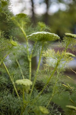 Fennikel Foeniculum vulgare 5-10 potte P9 Foeniculum vulgare