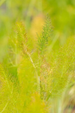 Fennikel Foeniculum vulgare 5-10 potte P9 Foeniculum vulgare