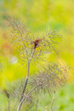 Bronzefennikel Foeniculum vulgare 'Purpureum' 5-10 potte P9 Foeniculum vulgare 'Purpureum'