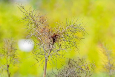 Bronzefennikel Foeniculum vulgare 'Purpureum' 5-10 potte P9 Foeniculum vulgare 'Purpureum'