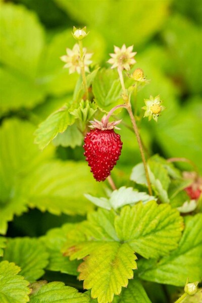 Skovjordbær Fragaria vesca var. Vesca 5-10 potte P9 Fragaria vesca var. Vesca