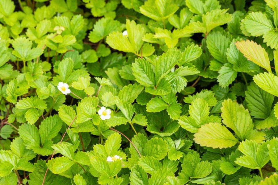 Skovjordbær Fragaria vesca var. Vesca 5-10 potte P9 Fragaria vesca var. Vesca
