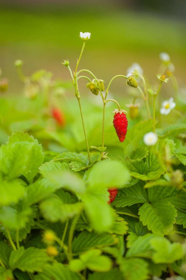 Skovjordbær Fragaria vesca var. Vesca 5-10 potte P9 Fragaria vesca var. Vesca