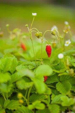 Skovjordbær Fragaria vesca var. Vesca 5-10 potte P9 Fragaria vesca var. Vesca