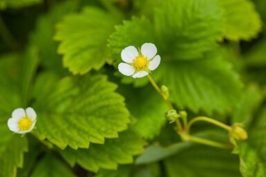 Skovjordbær Fragaria vesca var. Vesca 5-10 potte P9 Fragaria vesca var. Vesca