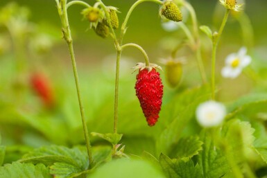 Skovjordbær Fragaria vesca var. Vesca 5-10 potte P9 Fragaria vesca var. Vesca