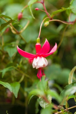 Havefuchsia Fuchsia magellanica 'Madame Cornelissen' 5-10 potte P9 Fuchsia magellanica 'Madame Cornelissen'