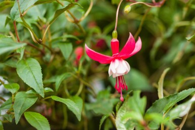 Havefuchsia Fuchsia magellanica 'Madame Cornelissen' 5-10 potte P9 Fuchsia magellanica 'Madame Cornelissen'