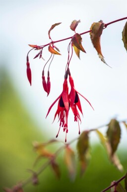Fuchsia magellanica 'Riccartonii'
