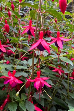 Fuchsia magellanica 'Mrs. Popple'
