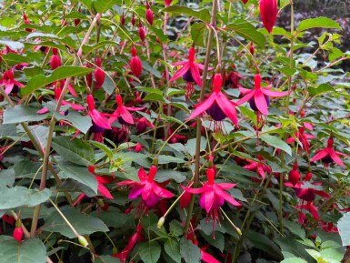 Fuchsia magellanica 'Mrs. Popple'