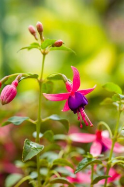 Fuchsia magellanica 'Tom Thumb'
