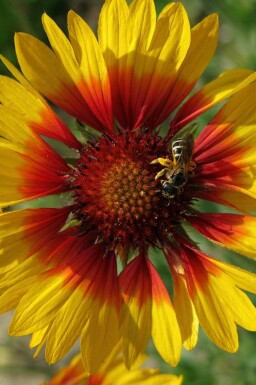 Kokarde blomst Gaillardia grandiflora 'Bremen' 5-10 potte P9 Gaillardia grandiflora 'Bremen'