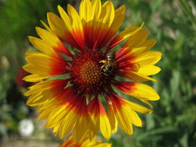 Kokarde blomst Gaillardia grandiflora 'Bremen' 5-10 potte P9 Gaillardia grandiflora 'Bremen'