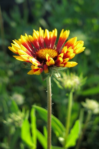 Kokarde blomst Gaillardia grandiflora 'Bremen' 5-10 potte P9 Gaillardia grandiflora 'Bremen'