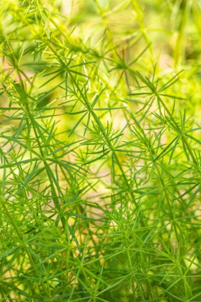 Gul snerre Galium verum 5-10 potte P9 Galium verum