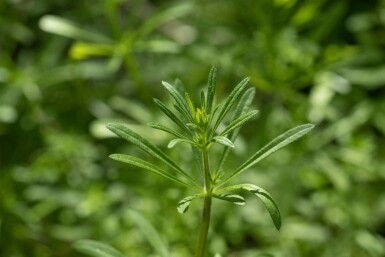 Gul snerre Galium verum 5-10 potte P9 Galium verum