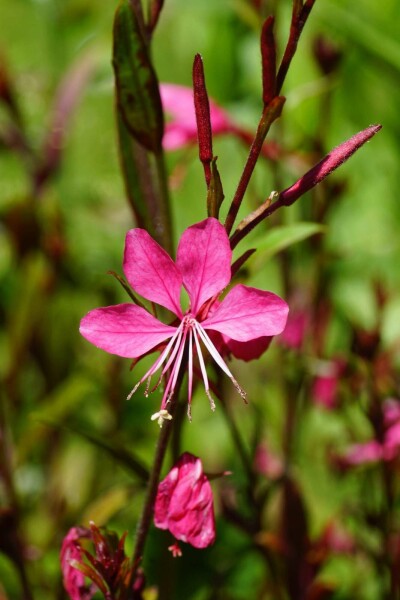 Pragtskær Gaura lindheimeri 'Gaudi Red' 5-10 potte P9 Gaura lindheimeri 'Gaudi Red'