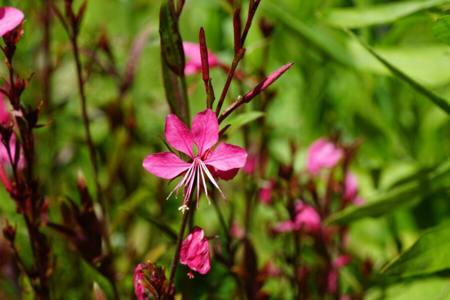 Pragtskær Gaura lindheimeri 'Gaudi Red' 5-10 potte P9 Gaura lindheimeri 'Gaudi Red'