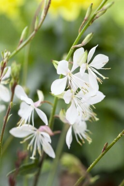 Pragtskær Gaura lindheimeri 5-10 potte P9 Gaura lindheimeri