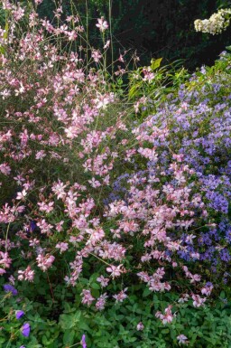 Pragtskær Gaura lindheimeri 'Rosy Jane' 5-10 potte P9 Gaura lindheimeri 'Rosy Jane'