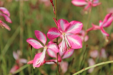 Pragtskær Gaura lindheimeri 'Rosy Jane' 5-10 potte P9 Gaura lindheimeri 'Rosy Jane'