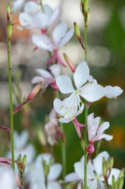 Pragtskær Gaura lindheimeri 'Short Form' 5-10 potte P9 Gaura lindheimeri 'Short Form'