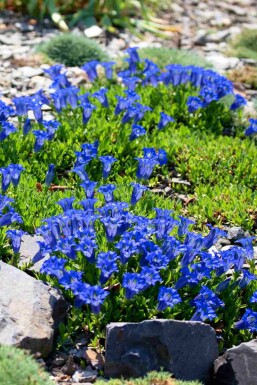 Alpeens ensian Gentiana acaulis 5-10 potte P9 Gentiana acaulis