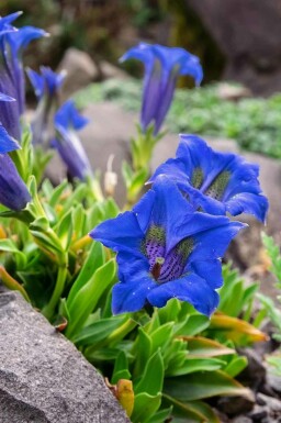 Alpeens ensian Gentiana acaulis 5-10 potte P9 Gentiana acaulis