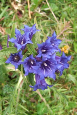 Svalerodsensian Gentiana asclepiadea 5-10 potte P9 Gentiana asclepiadea