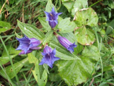 Svalerodsensian Gentiana asclepiadea 5-10 potte P9 Gentiana asclepiadea