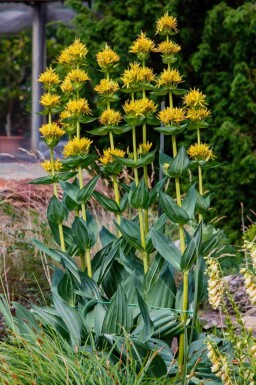 Bitterrod Gentiana lutea 5-10 potte P9 Gentiana lutea