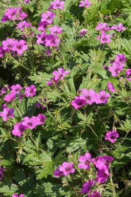 Storkenæb Geranium procurrens 'Ann Folkard' 5-10 potte P9 Geranium procurrens 'Ann Folkard'