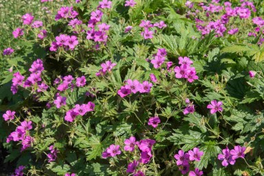 Storkenæb Geranium procurrens 'Ann Folkard' 5-10 potte P9 Geranium procurrens 'Ann Folkard'