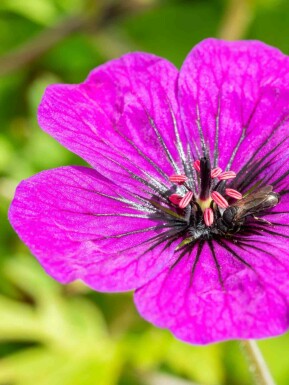 Storkenæb Geranium procurrens 'Anne Thomson' 5-10 potte P9 Geranium procurrens 'Anne Thomson'