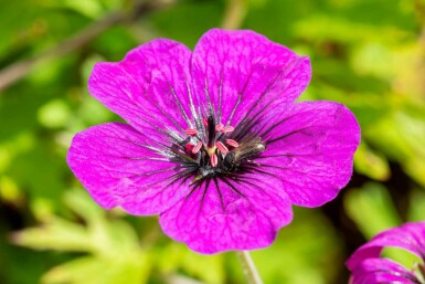 Storkenæb Geranium procurrens 'Anne Thomson' 5-10 potte P9 Geranium procurrens 'Anne Thomson'