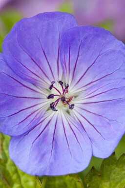 Storkenæb Geranium wallichianum 'Azure Rush' 5-10 potte P9 Geranium wallichianum 'Azure Rush'