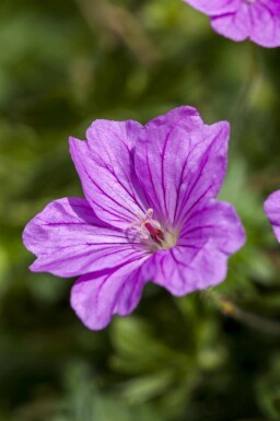 Storkenæb Geranium sanguineum 'Blushing Turtle' 5-10 potte P9 Geranium sanguineum 'Blushing Turtle'