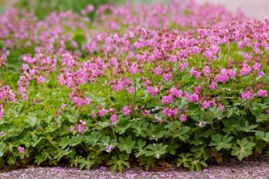 Storkenæb Geranium cantabrigiense 'Cambridge' 5-10 potte P9 Geranium cantabrigiense 'Cambridge'