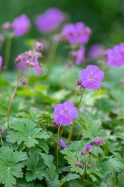 Storkenæb Geranium cantabrigiense 'Karmina' 5-10 potte P9 Geranium cantabrigiense 'Karmina'