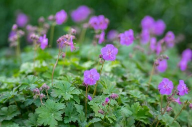 Storkenæb Geranium cantabrigiense 'Karmina' 5-10 potte P9 Geranium cantabrigiense 'Karmina'