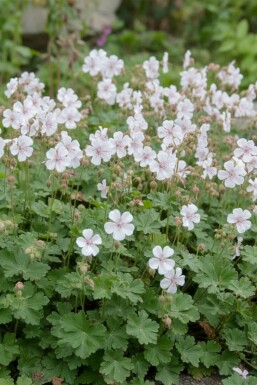Storkenæb Geranium cantabrigiense 'St. Ola' 5-10 potte P9 Geranium cantabrigiense 'St. Ola'