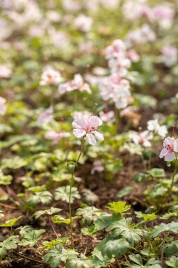 Storkenæb Geranium dalmaticum 5-10 potte P9 Geranium dalmaticum