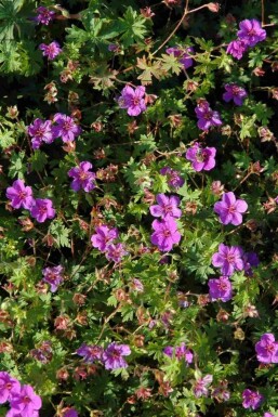 Storkenæb Geranium sanguineum 'Dilys' 5-10 potte P9 Geranium sanguineum 'Dilys'