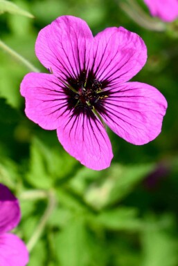 Storkenæb Geranium psilostemon 'Dragon Heart' 5-10 potte P9 Geranium psilostemon 'Dragon Heart'