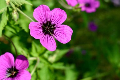 Storkenæb Geranium psilostemon 'Dragon Heart' 5-10 potte P9 Geranium psilostemon 'Dragon Heart'